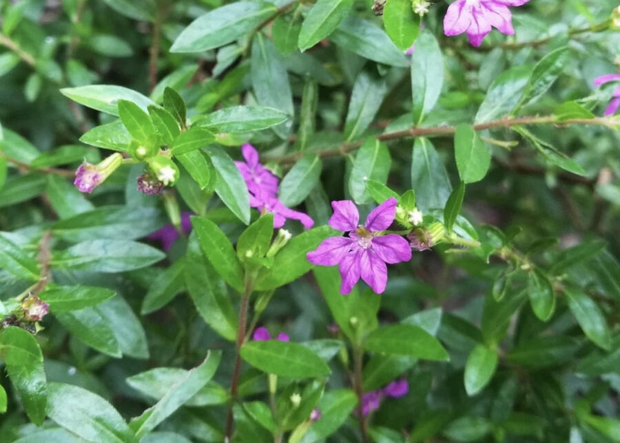 Kufea, hlazenec ohnivý 'Purple' - Cuphea hyssopifolia 'Purple'