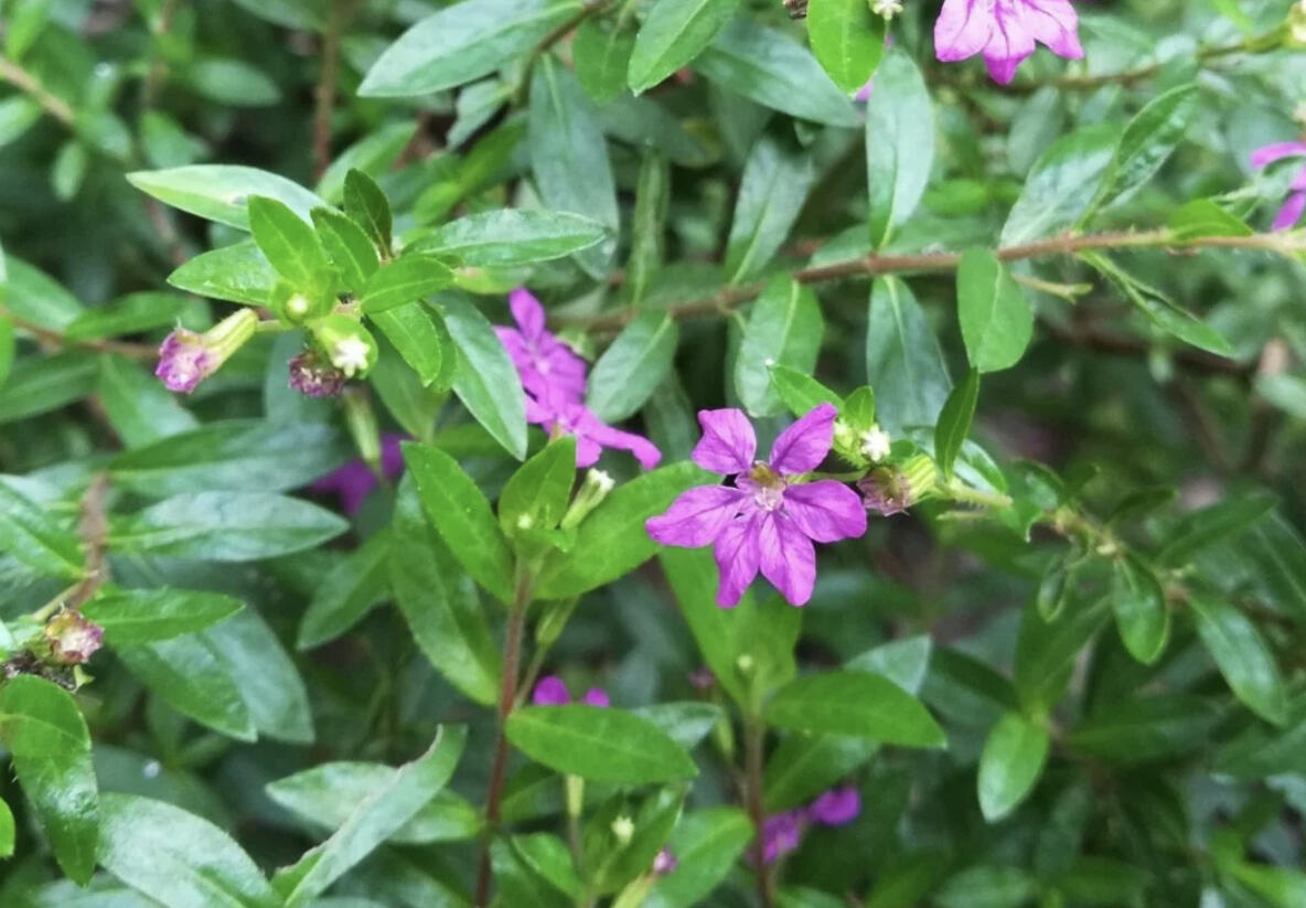 Hlazenec ohnivý 'Purple' - Cuphea hyssopifolia 'Purple'