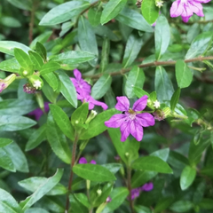 Kufea, hlazenec ohnivý 'Purple' - Cuphea hyssopifolia 'Purple'