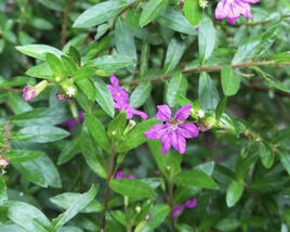 Kufea, hlazenec ohnivý 'Purple'