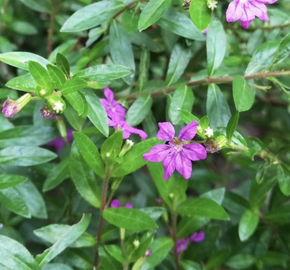 Kufea, hlazenec ohnivý 'Purple' - Cuphea hyssopifolia 'Purple'