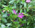 Kufea, hlazenec ohnivý 'Purple'