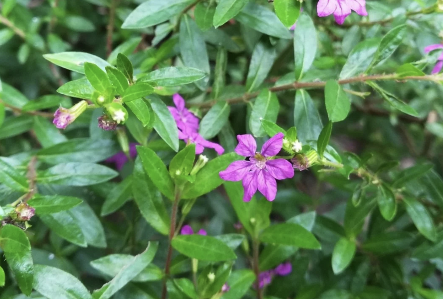 Hlazenec ohnivý 'Purple' - Cuphea hyssopifolia 'Purple'