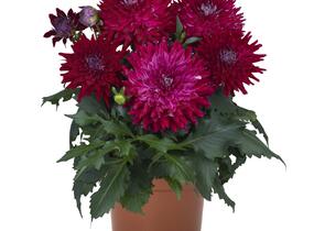 Jiřina XXL 'Raspberry Ice' - Dahlia XXL 'Raspberry Ice'