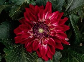 Jiřina XXL 'Raspberry Ice' - Dahlia XXL 'Raspberry Ice'