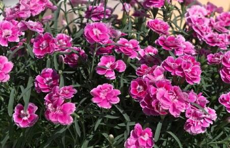 Hvozdík karafiát 'Capitan Aura' - Dianthus caryophyllus 'Capitan Aura'