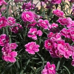 Hvozdík karafiát 'Capitan Aura' - Dianthus caryophyllus 'Capitan Aura'