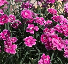 Hvozdík karafiát 'Capitan Aura' - Dianthus caryophyllus 'Capitan Aura'