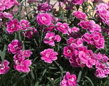 Hvozdík karafiát 'Capitan Aura'