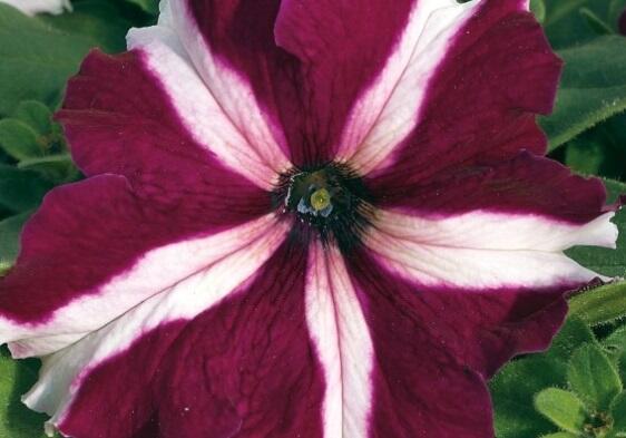 Petúnie velkokvětá 'Musica F1 Crimson Star' - Petunia grandiflora 'Musica F1 Crimson Star'