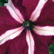 Petúnie velkokvětá 'Musica F1 Crimson Star' - Petunia grandiflora 'Musica F1 Crimson Star'