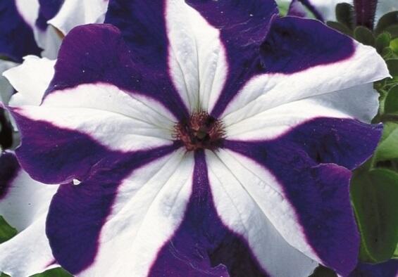 Petúnie velkokvětá 'Musica F1 Blue Star' - Petunia grandiflora 'Musica F1 Blue Star'