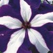 Petúnie velkokvětá 'Musica F1 Blue Star' - Petunia grandiflora 'Musica F1 Blue Star'