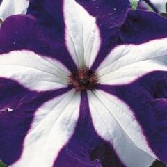 Petúnie velkokvětá 'Musica F1 Blue Star' - Petunia grandiflora 'Musica F1 Blue Star'