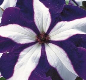 Petúnie velkokvětá 'Musica F1 Blue Star' - Petunia grandiflora 'Musica F1 Blue Star'