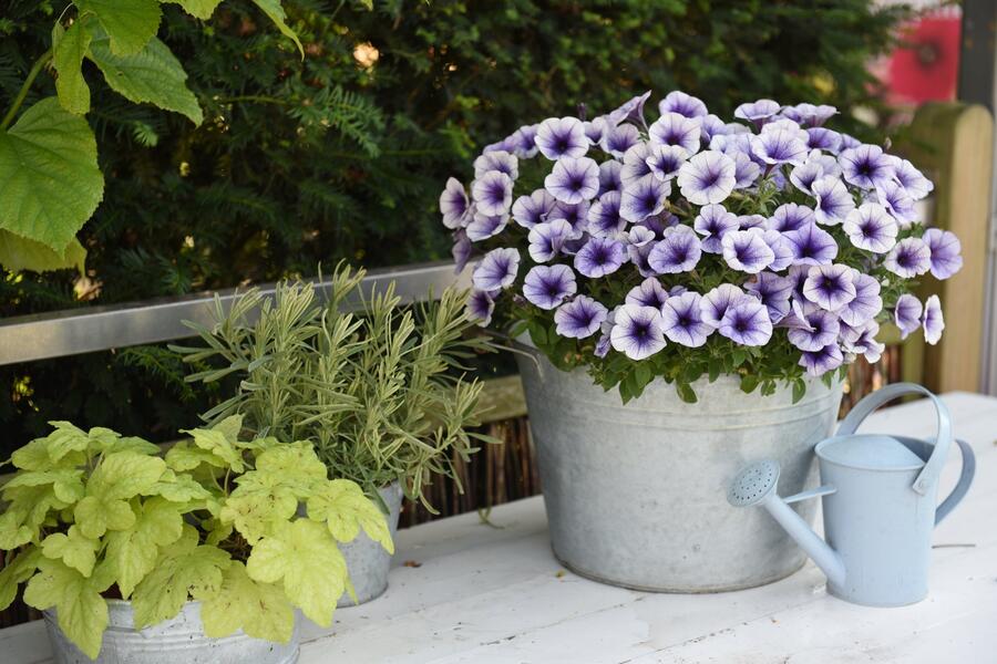 Petúnie 'Potunia Blueberry Ice' - Petunia hybrida 'Potunia Blueberry Ice'