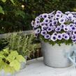 Petúnie 'Potunia Blueberry Ice' - Petunia hybrida 'Potunia Blueberry Ice'