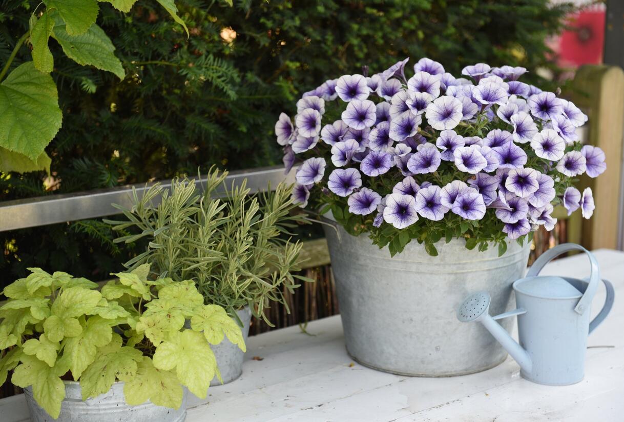 Petúnie 'Potunia Blueberry Ice' - Petunia hybrida 'Potunia Blueberry Ice'