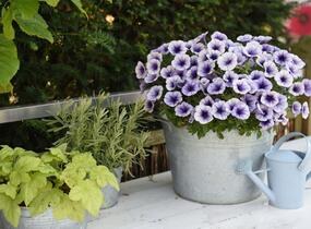 Petúnie 'Potunia Blueberry Ice' - Petunia hybrida 'Potunia Blueberry Ice'