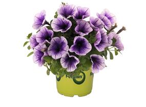 Petúnie 'Potunia Blueberry Ice' - Petunia hybrida 'Potunia Blueberry Ice'