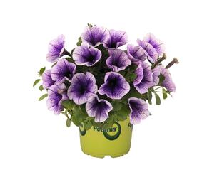 Petúnie 'Potunia Blueberry Ice' - Petunia hybrida 'Potunia Blueberry Ice'