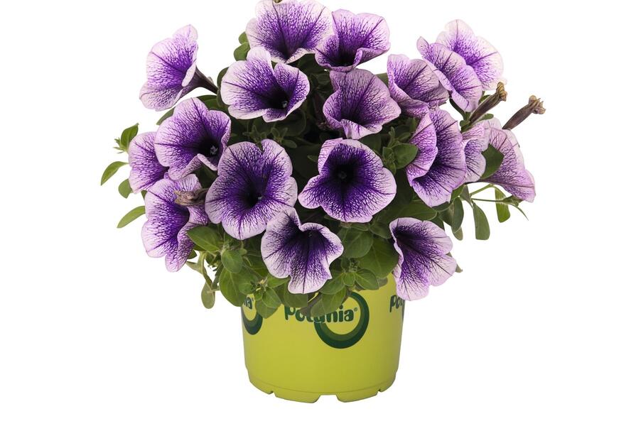 Petúnie 'Potunia Blueberry Ice' - Petunia hybrida 'Potunia Blueberry Ice'