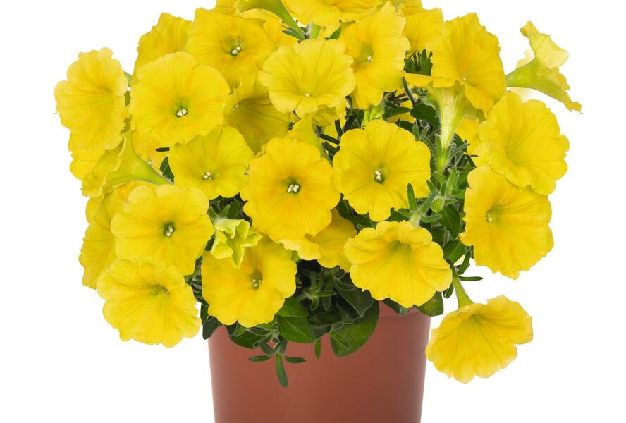 Petúnie 'Potunia Canary Yellow' - Petunia hybrida 'Potunia Canary Yellow'