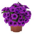 Petúnie 'Potunia Picola Lilac' - Petunia hybrida 'Potunia Picola Lilac'