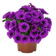 Petúnie 'Potunia Picola Lilac' - Petunia hybrida 'Potunia Picola Lilac'