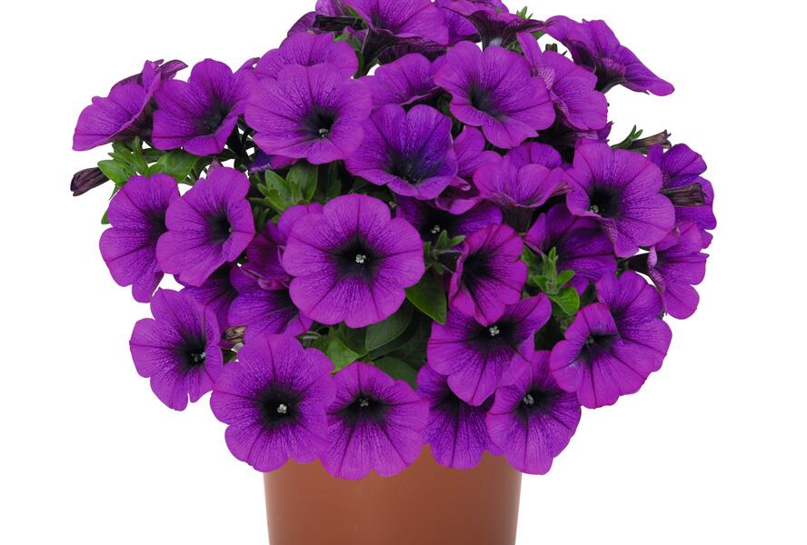 Petúnie 'Potunia Picola Lilac' - Petunia hybrida 'Potunia Picola Lilac'