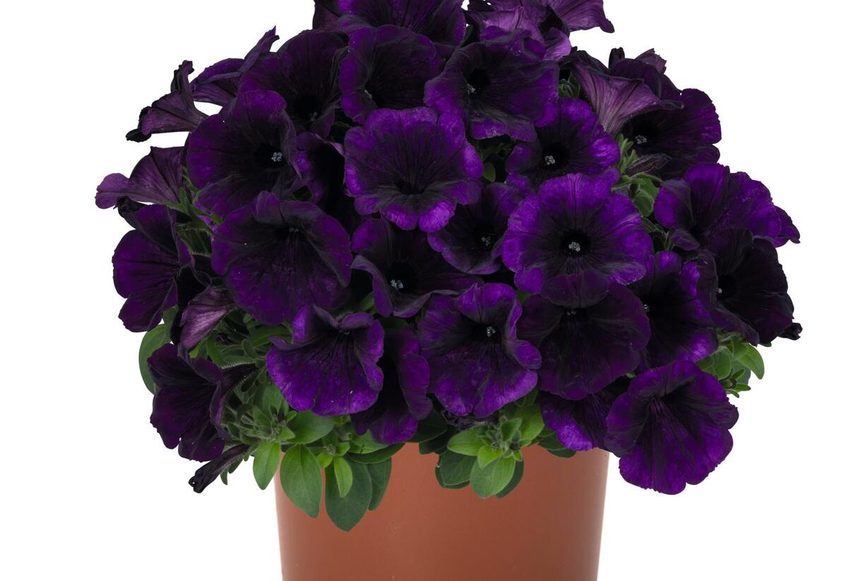 Petúnie 'Sweetunia Lilac Blue' - Petunia hybrida 'Sweetunia Lilac Blue'