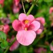 Ostruhatka 'Elfjes Pink' - Diascia elegans 'Elfjes Pink'