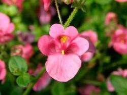 Ostruhatka 'Efjes Pink' - Diascia elegans 'Efjes Pink'