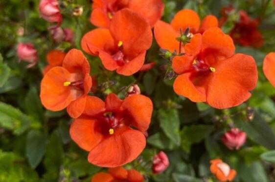 Ostruhatka 'Elfjes XXL Orange' - Diascia elegans 'Elfjes XXL Orange'