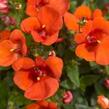 Ostruhatka 'Elfjes XXL Orange' - Diascia elegans 'Elfjes XXL Orange'