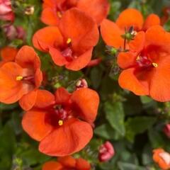 Ostruhatka 'Elfjes XXL Orange' - Diascia elegans 'Elfjes XXL Orange'