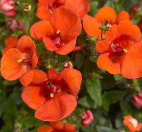 Ostruhatka 'Elfjes XXL Orange' - Diascia elegans 'Elfjes XXL Orange'