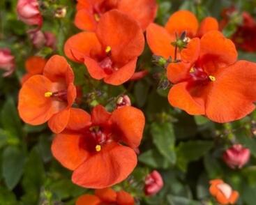 Ostruhatka 'Elfjes XXL Orange'