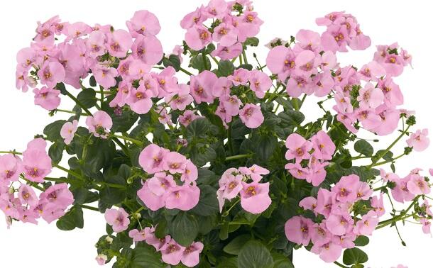 Ostruhatka 'Elfjes XXL Rose' - Diascia elegans 'Elfjes XXL Rose'