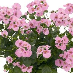 Ostruhatka 'Elfjes XXL Rose' - Diascia elegans 'Elfjes XXL Rose'