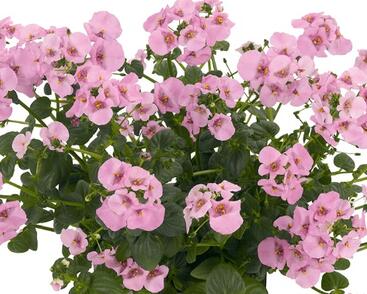 Ostruhatka 'Elfjes XXL Rose'