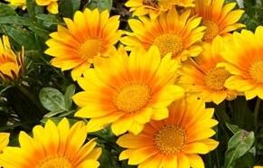 Gazánie zářivá 'Suncarpet' - Gazania rigens 'Suncarpet'