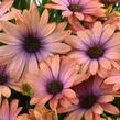 Dvoutvárka 'Osticade Aurora' - Osteospermum ecklonis 'Osticade Aurora'