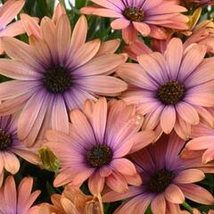 Dvoutvárka 'Osticade Aurora' - Osteospermum ecklonis 'Osticade Aurora'