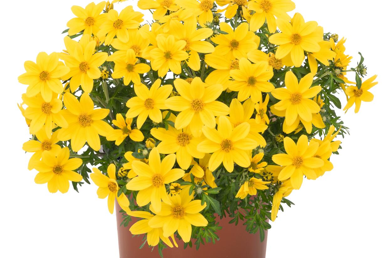 Dvouzubec prutolistý - Bidens ferulifolia 'Bidy Boom Yellow Big'