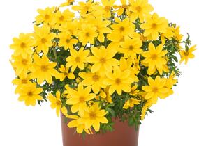 Dvouzubec prutolistý - Bidens ferulifolia 'Bidy Boom Yellow Big'
