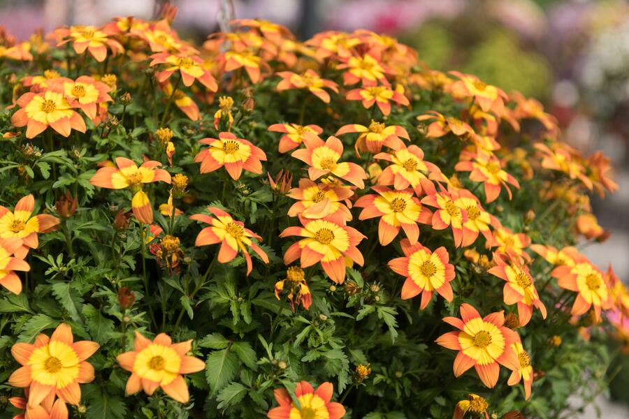 Dvouzubec prutolistý - Bidens ferulifolia 'Bidy Boom Fireside'