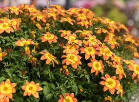 Dvouzubec prutolistý - Bidens ferulifolia 'Bidy Boom Fireside'