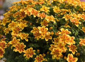 Dvouzubec prutolistý - Bidens ferulifolia 'Bidy Boom Red Eye'