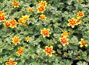 Dvouzubec prutolistý - Bidens ferulifolia 'Bidy Boom Red Eye'